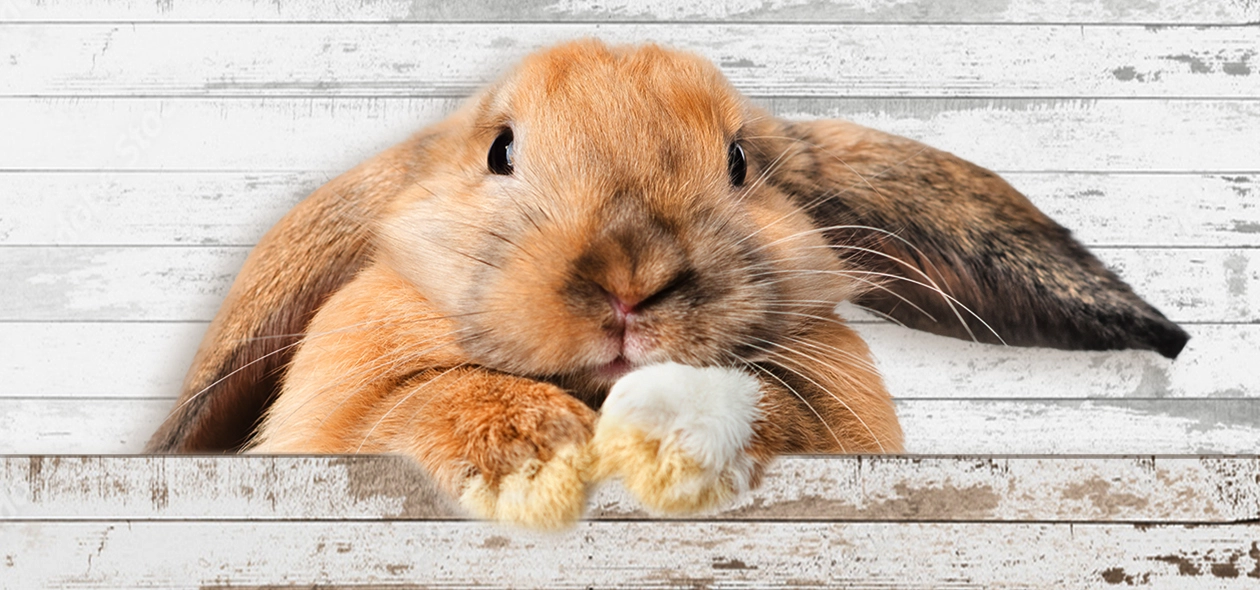 MyAnimal Hasenstall MH-20