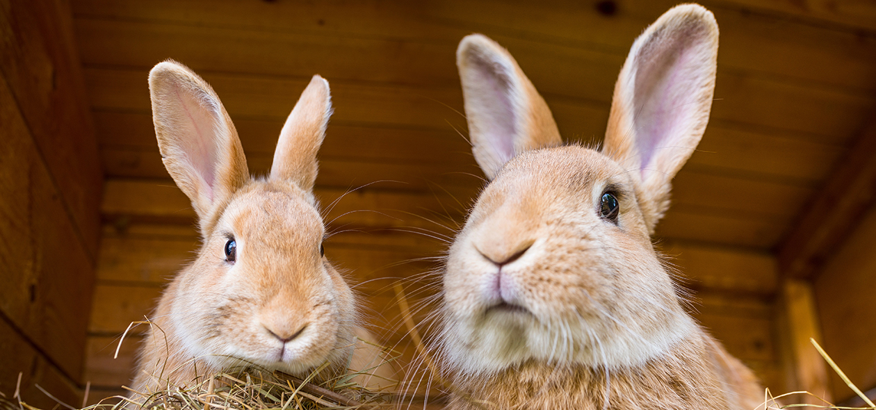 MyAnimal Hasenstall MH-31