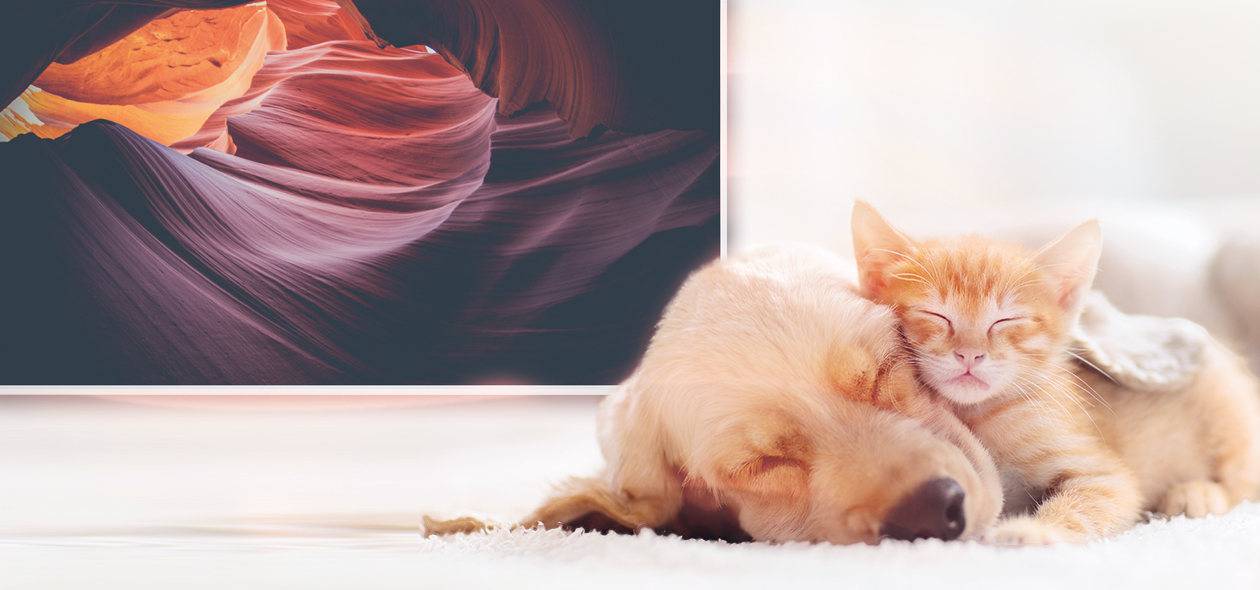 Katze und Hund kuscheln auf Teppich, Infrarotheizkörper befestigt an der Wand