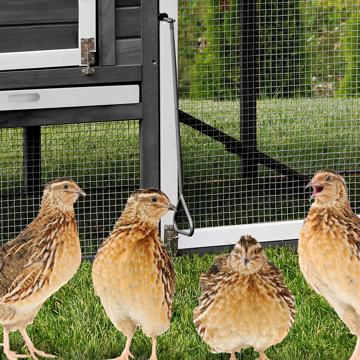 Das sichere Zuhause für Ihre Wachteln MyAnimal Hühnerstall für 4 Hühner MH-04 mit Eiablage